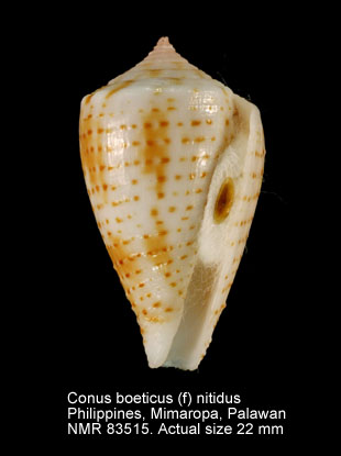 Conus boeticus (f) nitidus.jpg - Conus boeticus (f) nitidus Reeve,1844